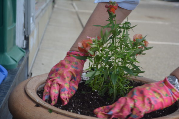 Flower pots are starting to bloom with color thanks to volunteers from Coshocton is Blooming. Josie Sellers | Beacon