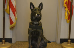 Deputy Henata has been with the Coshocton County Sheriff’s Office for two and a half years and Sheriff Tim Rogers said they are hoping to add a second K-9 to their force. Josie Sellers | Beacon