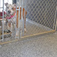 Donation helps animal shelter continue process of upgrades