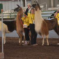 2017 llama show dedicated in honor of Michaela Elson