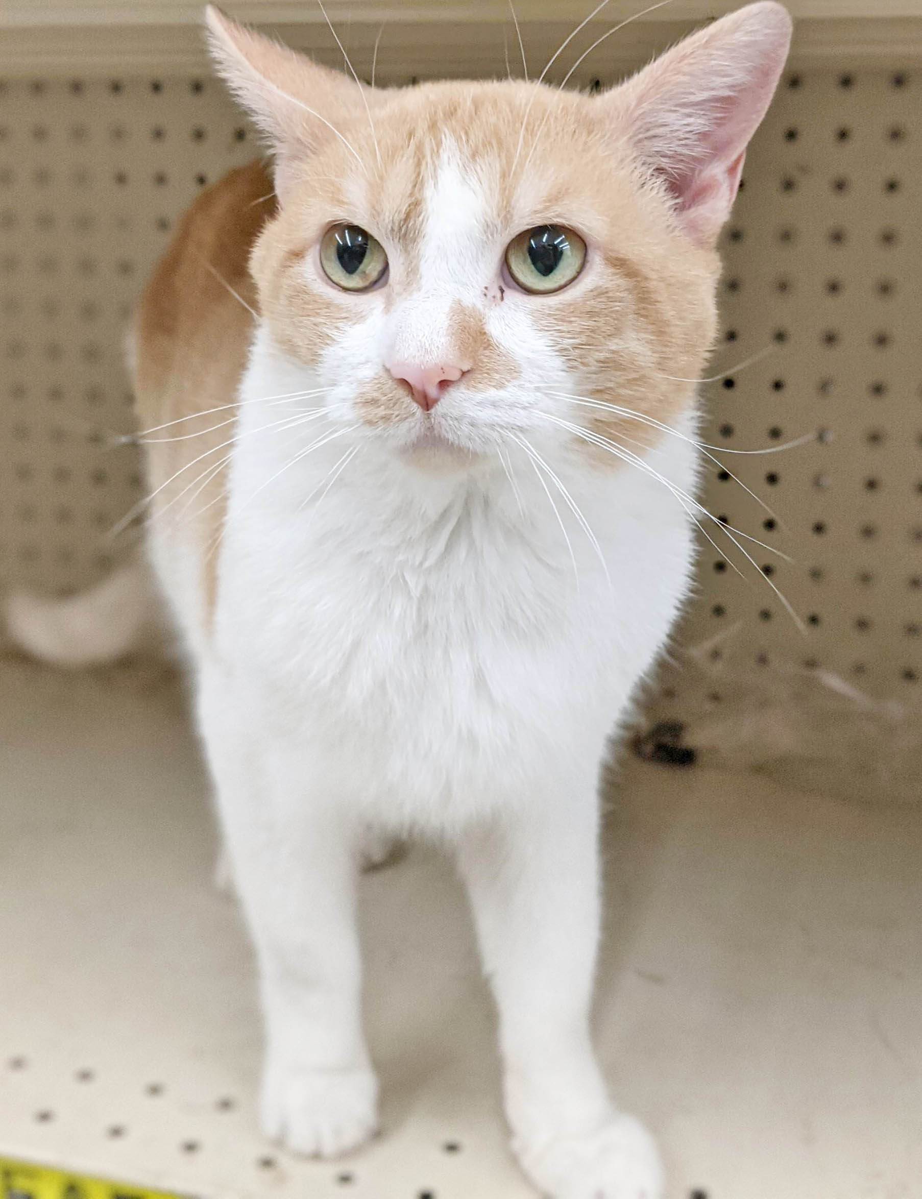 Pet Of The Week – Cheeto : Coshocton Beacon Today