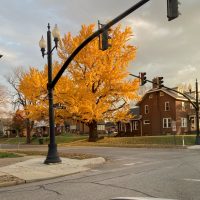 Entries sought for big tree contest