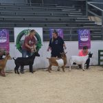 CrowTown ThrowDown Goat Show draws entries from several states