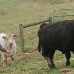 Brinker earns Ohio Young Cattleman of the Year award