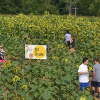 Get lost in a field of sunshine at Coshocton KOA’s second annual sunflower festival