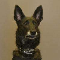 Sheriff’s office hoping to add second K-9