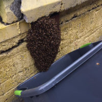 It’s honeybee swarm season